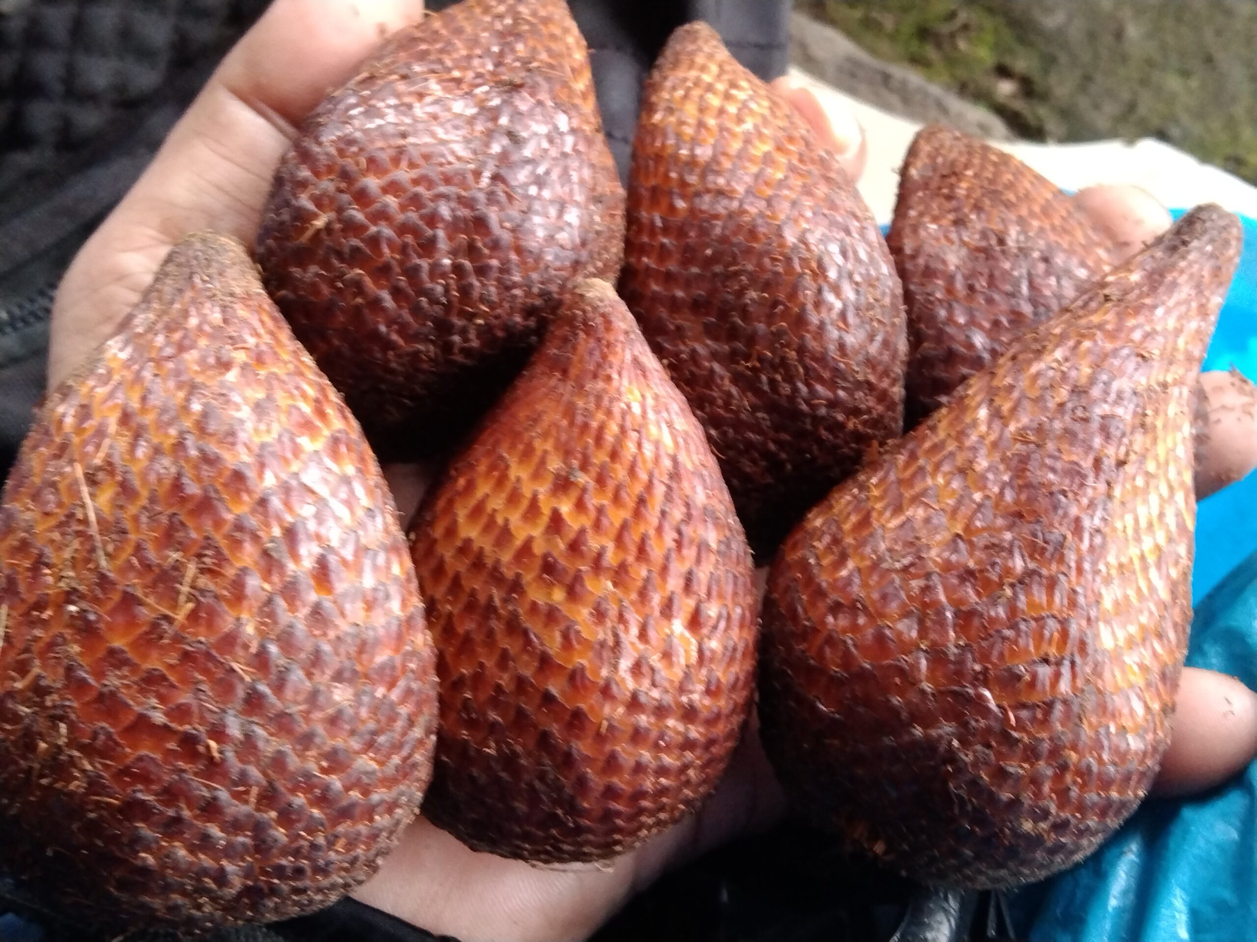 Buah Salak, Manis dan Berkhasiat untuk Kesehatan