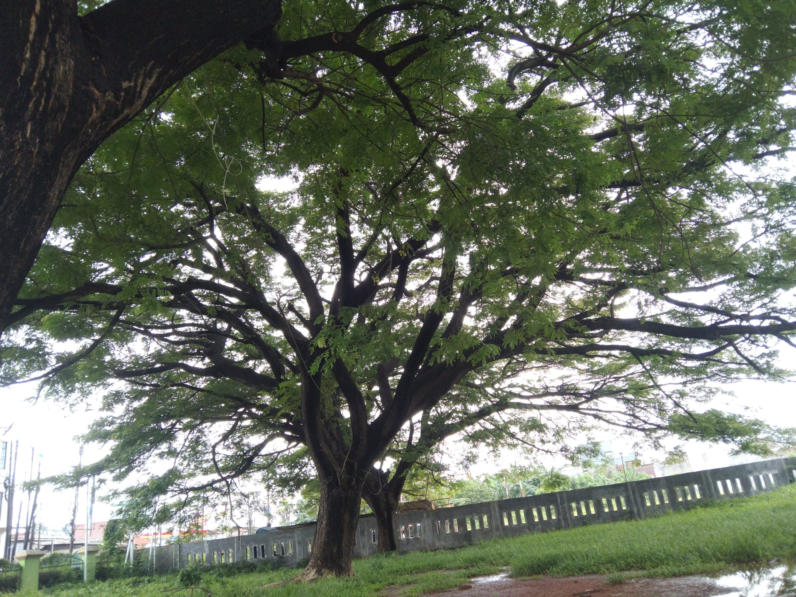 Pohon: Sumber Kehidupan dan Keseimbangan Alam