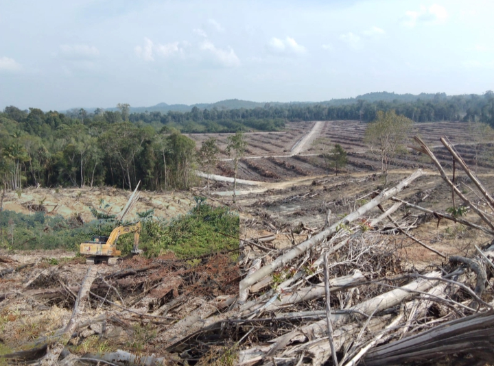 Dugaan Perkebunan Sawit Tanpa Izin di Lingga: Masyarakat Minta Penegakan Hukum yang Adil