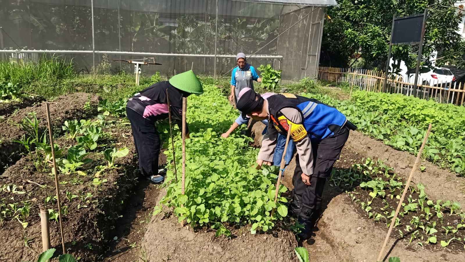 Bhabinkamtibmas Polsek Bojongloa Kidul Bersama Warga Gelar Panen Kangkung di Buruan Sae Anggar Wangi