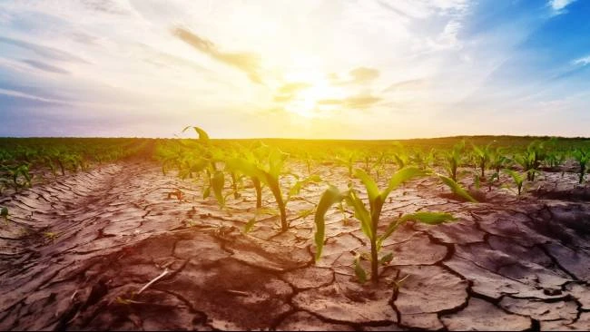 BMKG: El Nino Mulai Menguat, Musim Kemarau Meluas Namun Potensi Hujan Masih Tetap Ada