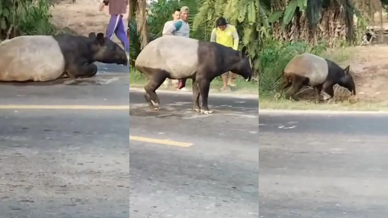 Bukan Sekadar Satwa Langka, Inilah Alasan Tapir Harus Dilindungi dari Ancaman Kepunahan