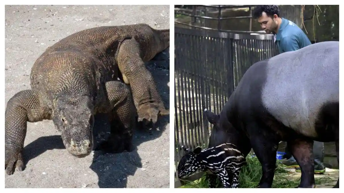Kasus Satwa Dilindungi Kembali Terungkap, Perdagangan Komodo di Jawa Timur dan Penyembelihan Tapir di Mesuji Jadi Sorotan
