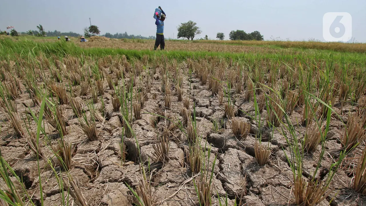 Indonesia Diminta Bersiap Hadapi El Nino, Ancaman Kekeringan hingga Krisis Pangan Perlu Diantisipasi
