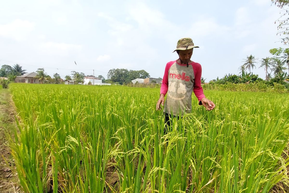 Limbah Pertanian di Lampung Berpotensi Jadi Investasi Hijau dan Ekonomi Sirkular