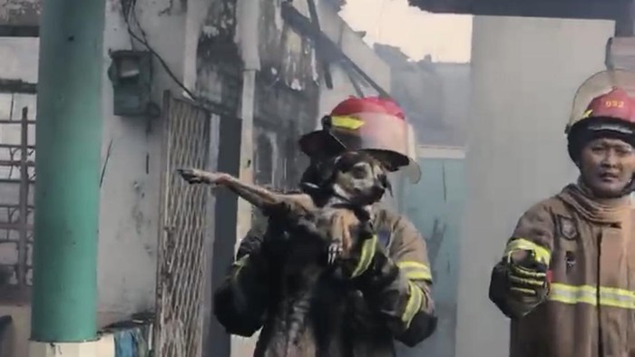 Damkar Depok Berhasil Evakuasi Anjing yang Terjebak Saat Kebakaran Rumah di Sukmajaya
