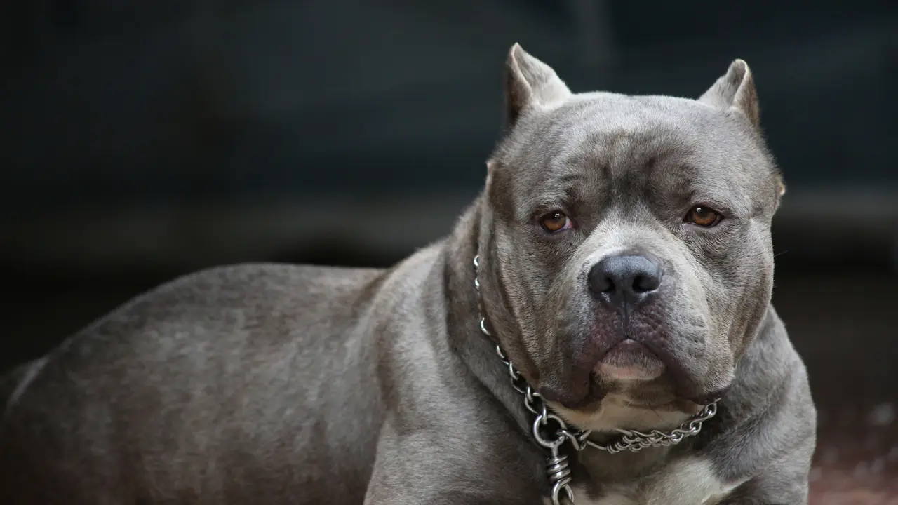 Deretan Kasus Serangan Pitbull terhadap Manusia, Pentingnya Pengawasan Hewan Peliharaan