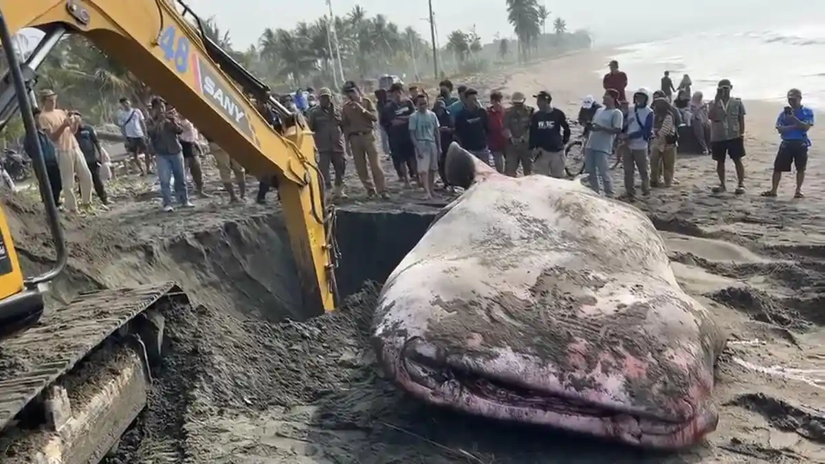 Hiu Tutul Sepanjang 5 Meter di Pantai Batukaras Pangandaran Akhirnya Mati Setelah Berulang Kali Dikembalikan ke Laut