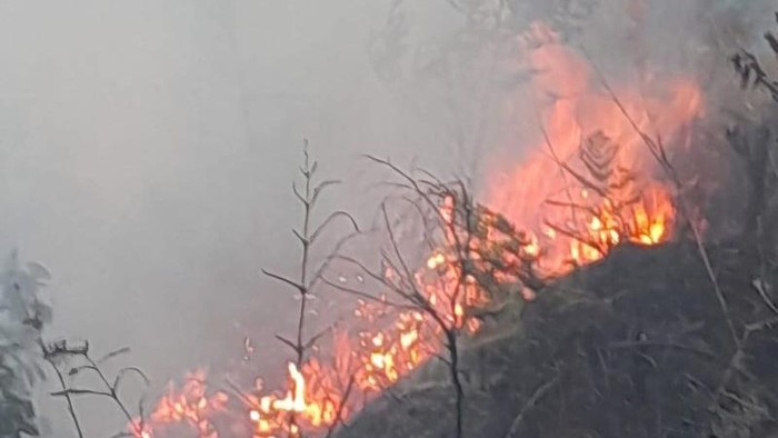 Kebakaran Hutan di Gunung Bromo, Tiga Jalur Wisata Ditutup Demi Keselamatan Pengunjung