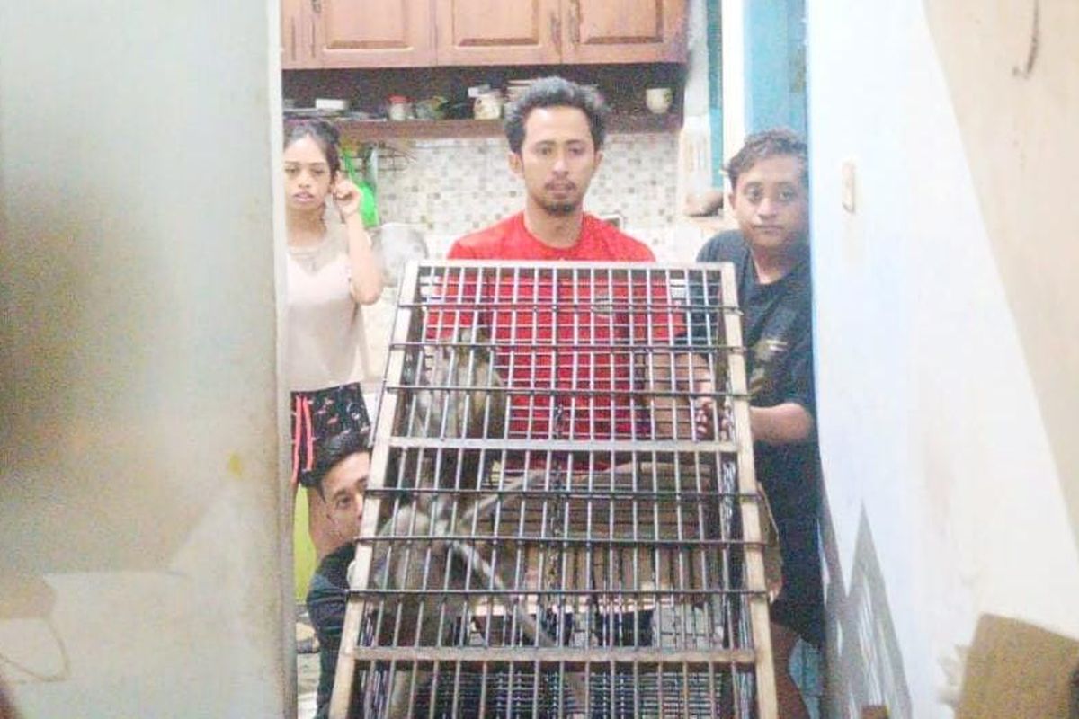 Monyet Peliharaan Mulai Agresif, Warga Pasuruan Minta Damkar Evakuasi