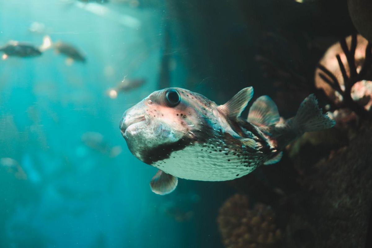Apakah Ikan Bisa Tenggelam? Ini Penjelasan Ilmiahnya