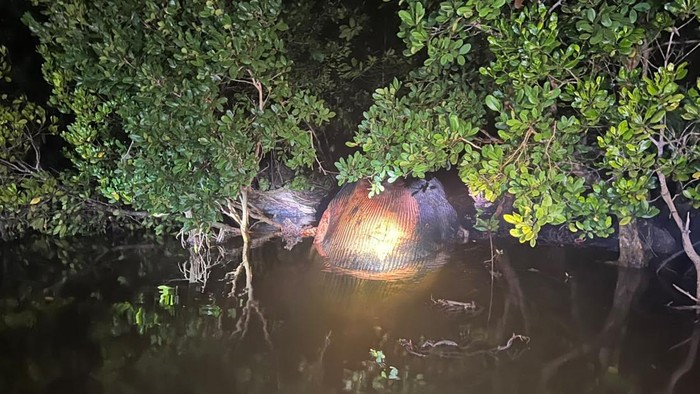Bangkai Diduga Paus 8 Meter Terdampar di Tepian Sungai Bahale Inhil