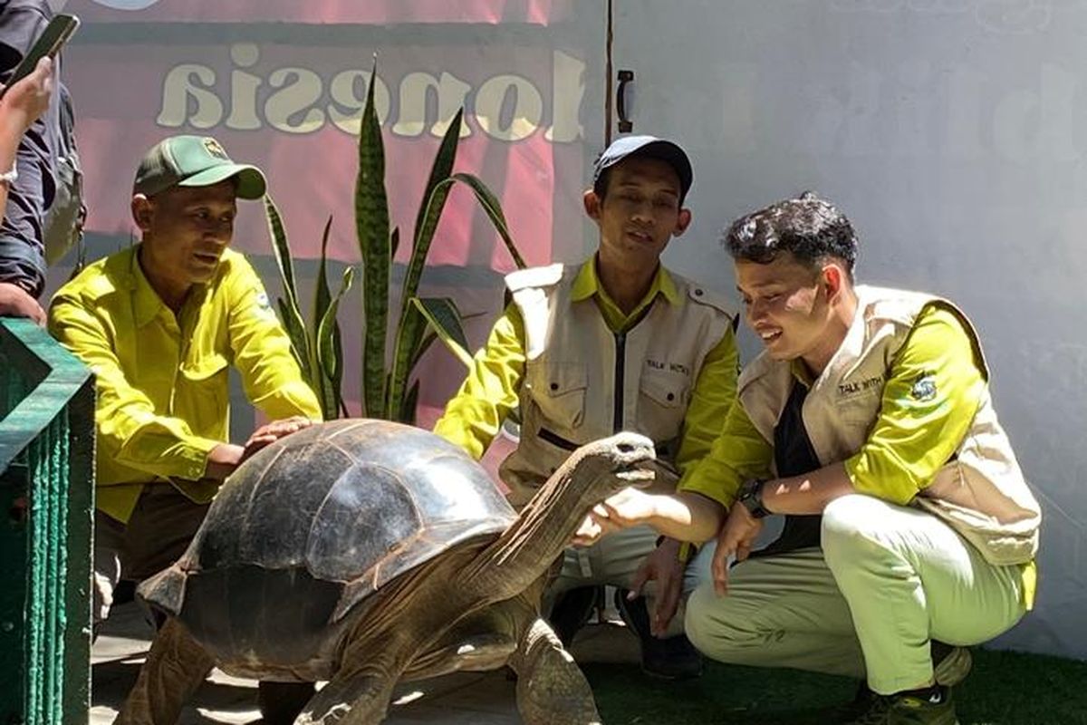 Kebun Binatang Surabaya Tambah Koleksi 4 Kura-kura Alsabra dari Jepang