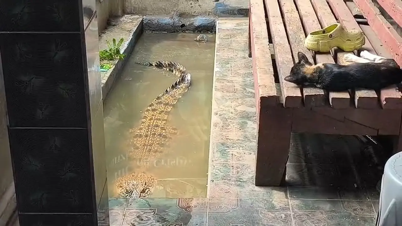 Kisah Coki, Buaya 2 Meter yang Dipelihara di Teras Rumah Warga Bandar Lampung