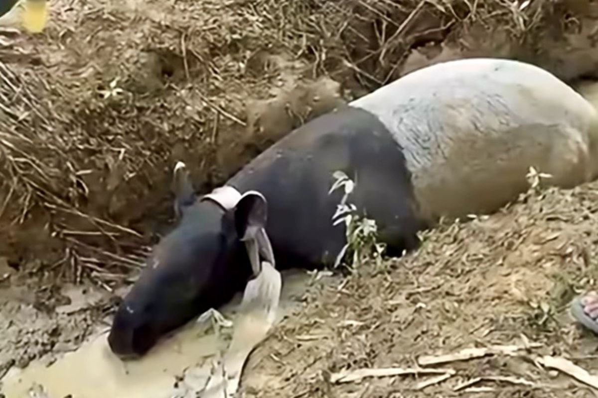 Tapir Kembali Ditemukan di Mesuji Lampung, Berkeliaran di Lahan Perusahaan