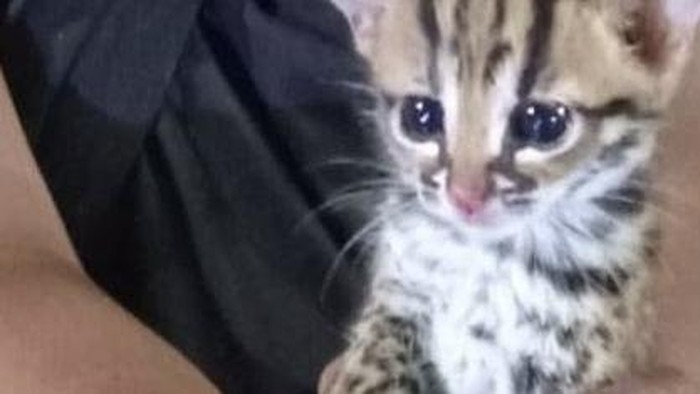 Asap Karhutla Berbahaya bagi Kesehatan Kucing, Kenali Gejala Gangguan Pernapasan yang Perlu Diwaspadai
