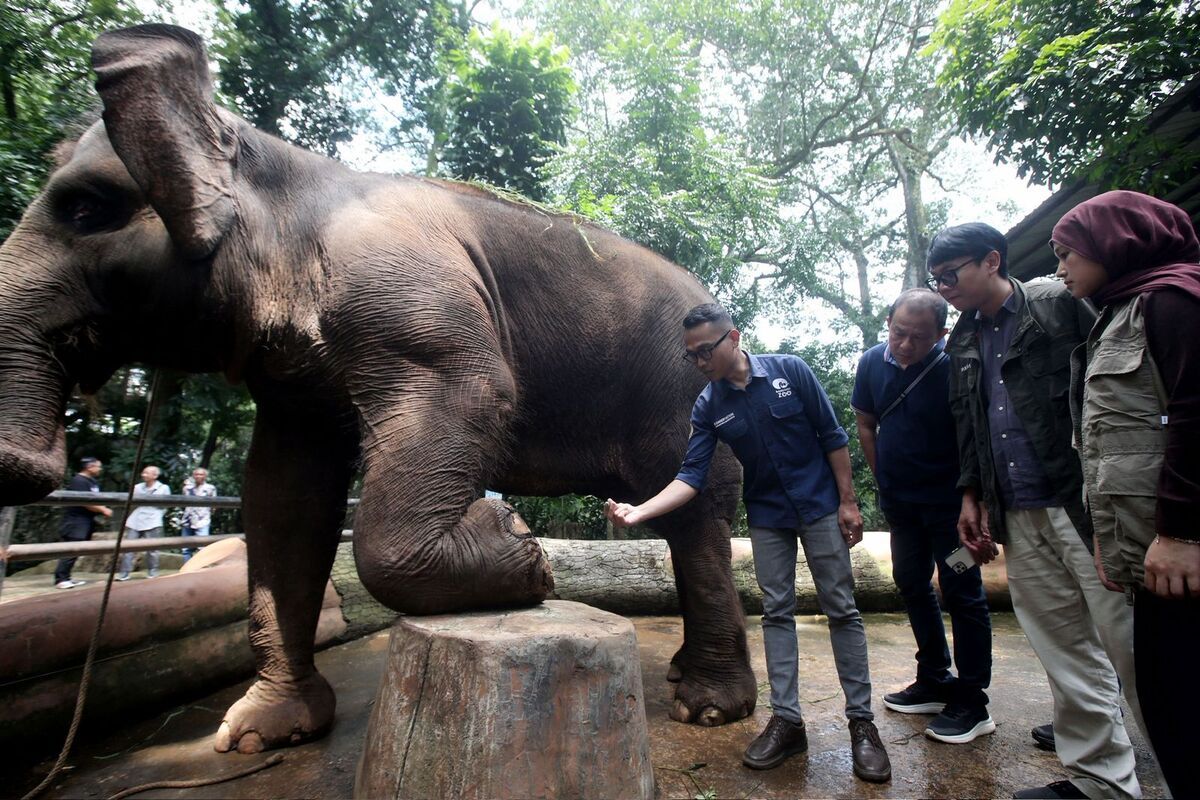 Faunaland-Pemkot Bandung Sepakat Eks Karyawan Bandung Zoo Dapat Kesempatan Tetap Bekerja