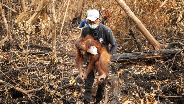 Kebakaran Hutan Ancam Kelangsungan Hidup Orang Utan, Habitat Rusak dan Sumber Pakan Menghilang