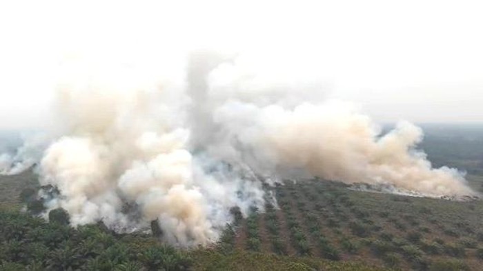 639,23 Hektare Lahan Masih Terbakar, Taman Nasional Tanjung Puting di Kalimantan Tengah Jadi Prioritas Pemadaman