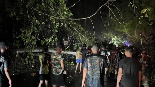 Hujan Deras Picu Longsor dan Pohon Tumbang di Jembrana, Senderan Jalan Jebol