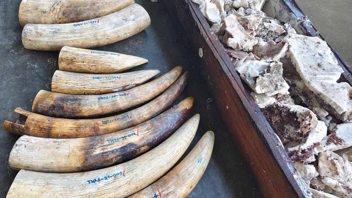 Thailand Gagalkan Penyelundupan Lebih dari 3 Ton Gading Gajah Afrika di Pelabuhan Laem Chabang